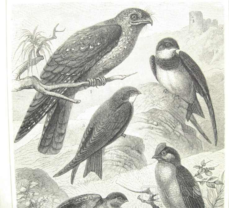 Ласточки - семейство птиц. 242 х 160 мм, photo number 5