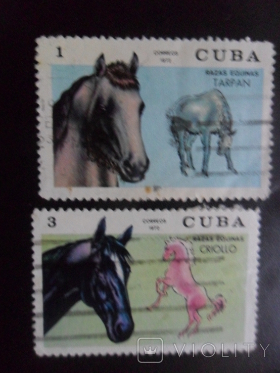 Fauna. Cuba. Horse. gash