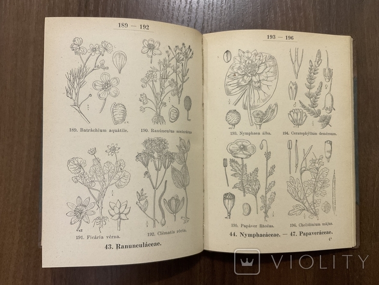1938 Посібник з визначення рослин 440 ілюстрацій, фото №6