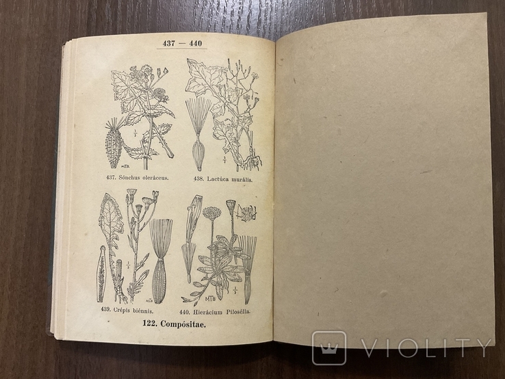 1938 Посібник з визначення рослин 440 ілюстрацій, фото №8