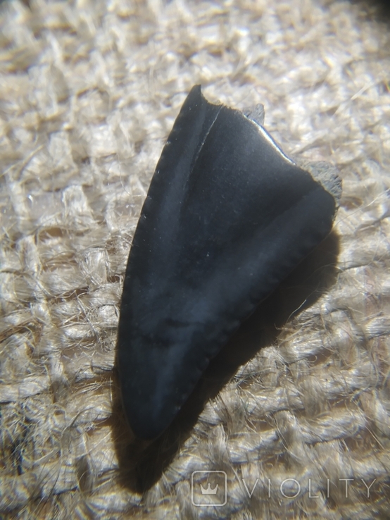 Зубы ископаемой акулы Otodus sokolovі, предка Мегалодона, фото №9