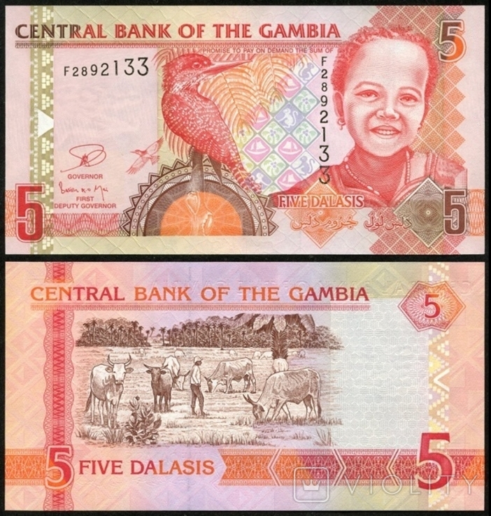 Gambia Гамбия - 5 шт х 5 Dalasis 2013 P. 25c, photo number 3