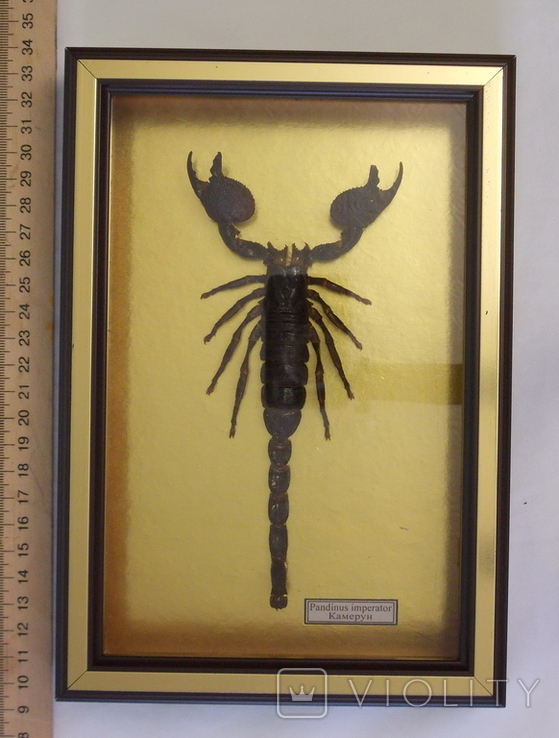 Скорпион № 3 Pandinus imperator Камерун В рамке, фото №2