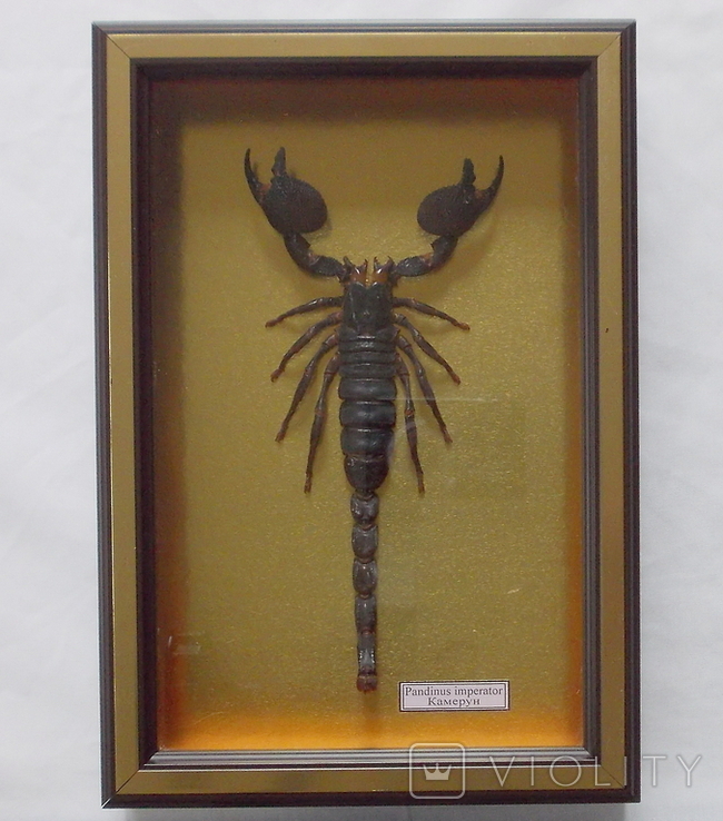 Скорпион № 3 Pandinus imperator Камерун В рамке, фото №3