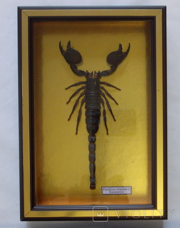 Скорпион № 3 Pandinus imperator Камерун В рамке, фото №4