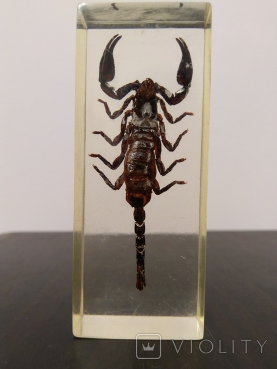Колекційні комахи в слюді: Скорпіон, фото №2