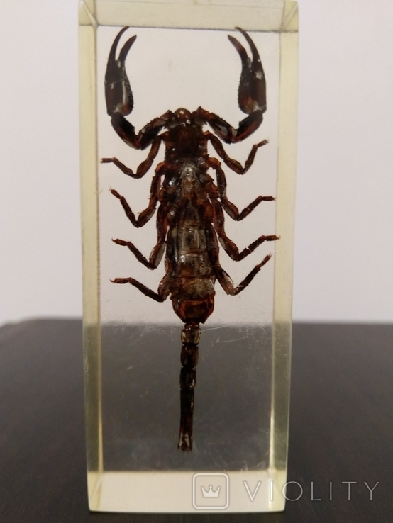 Колекційні комахи в слюді: Скорпіон, фото №3
