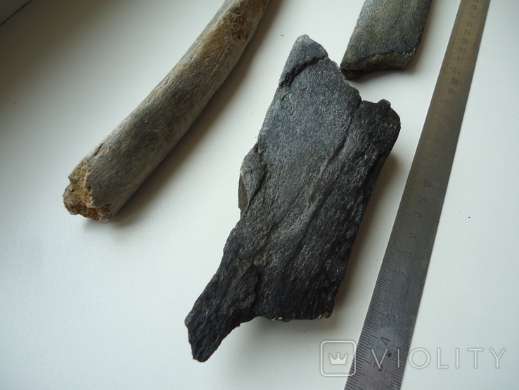 Фрагменти скам'янілих кісток тварин, фото №3