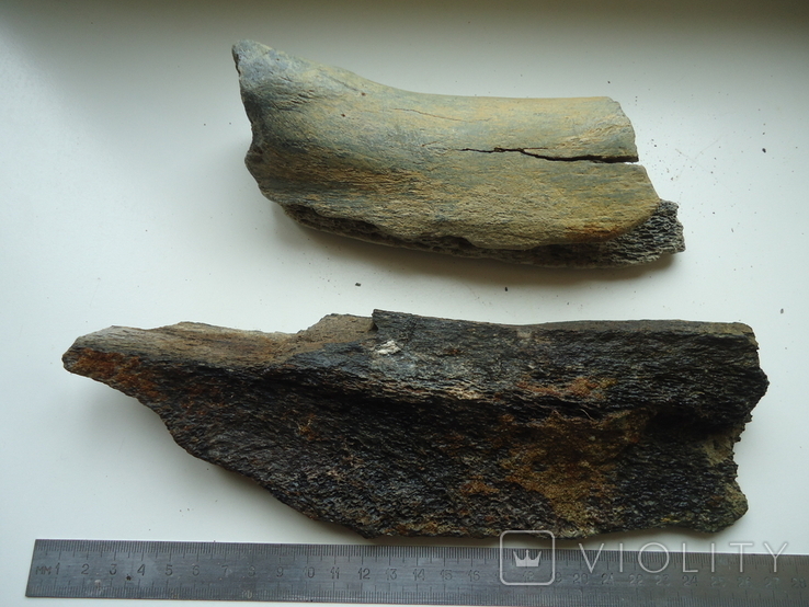 Fragments of fossilized animal bones, photo number 5