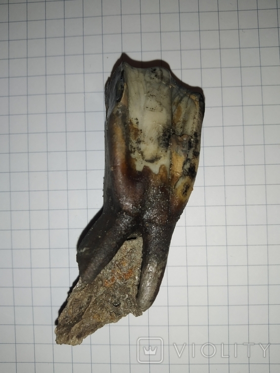 Зуб ископаемого Бизона с фрагментом челюсти, фото №2