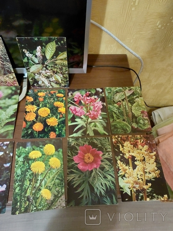 Лекарственные растения Фотоальбом карточки открытки СССР, фото №6