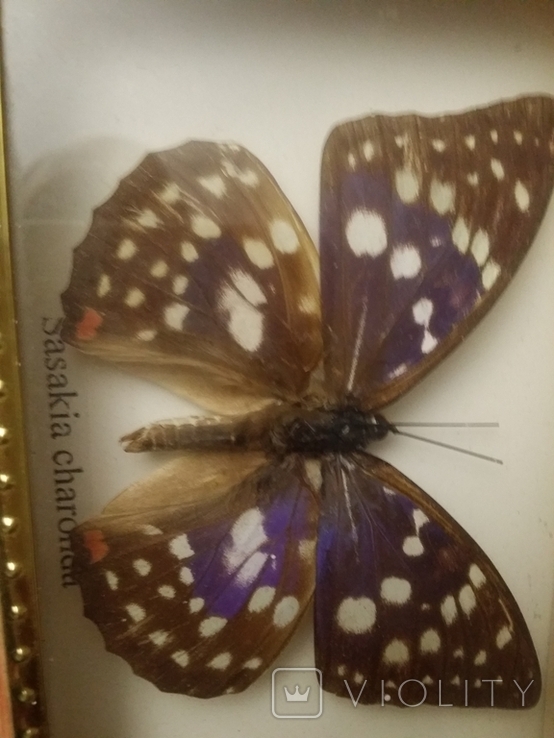Метелик, фото №4
