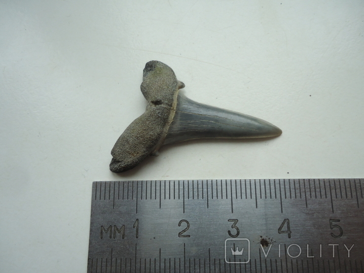 Fossilized shark tooth.60 million years., photo number 4