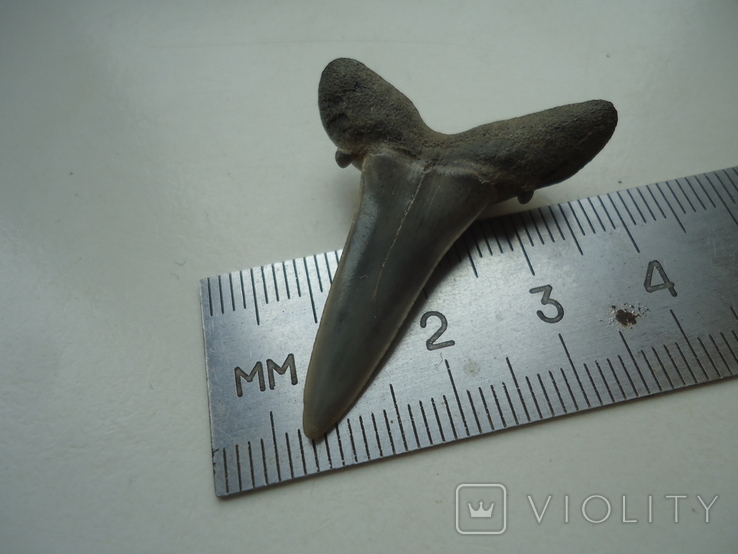 Скам'янілий зуб акули.60 млн років., фото №5