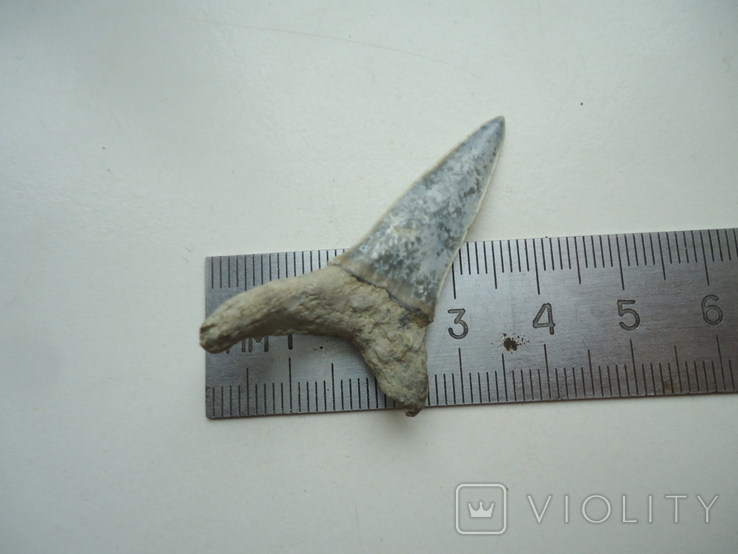 Fossilized shark tooth.60 million years., photo number 3