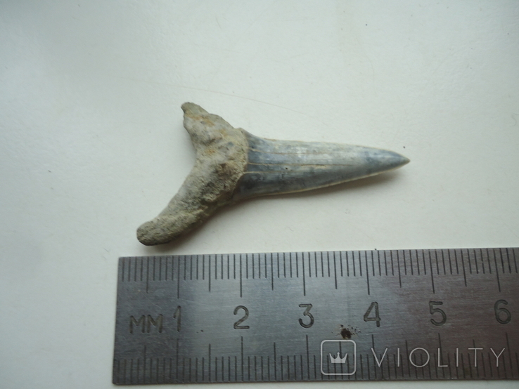 Fossilized shark tooth.60 million years., photo number 4