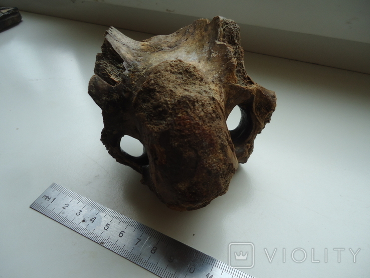 Petrified animal bone., photo number 2
