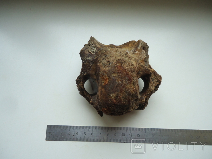 Petrified animal bone., photo number 3