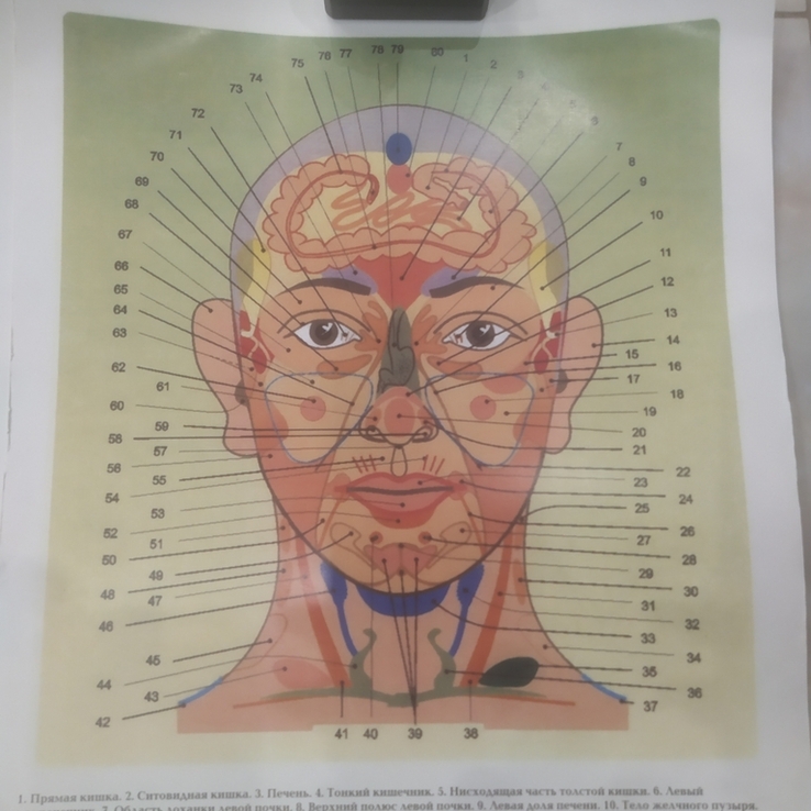 Плакат Биологически активные точки с обозначениями на лице человека 45х32 см, photo number 2