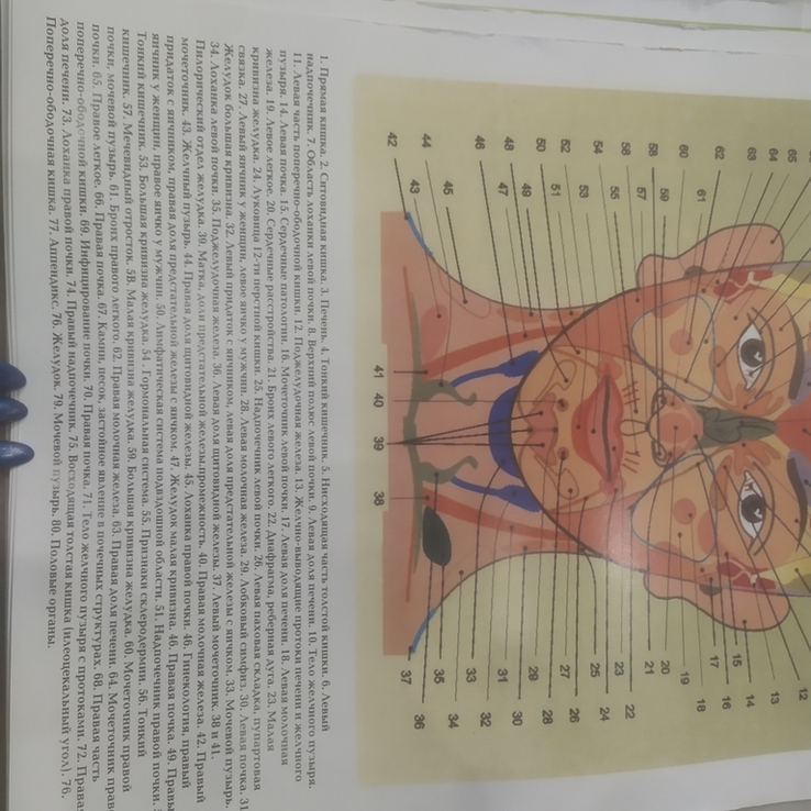 Плакат Биологически активные точки с обозначениями на лице человека 45х32 см, фото №5