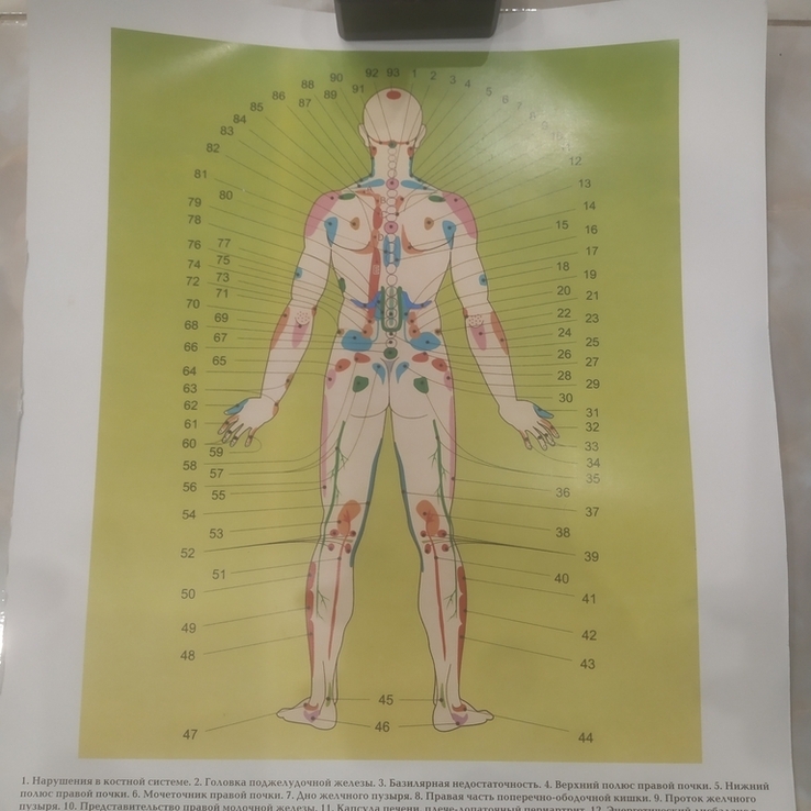 Плакат Биологически активные точки с обозначениями на теле человека сзади 45х32 см, фото №2