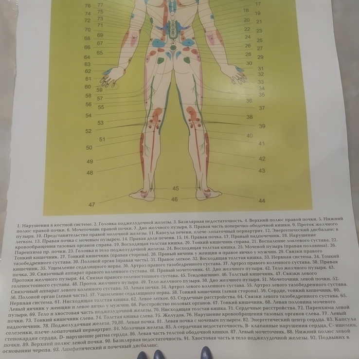 Плакат Биологически активные точки с обозначениями на теле человека сзади 45х32 см, фото №5