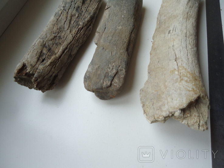Фрагменти скам'янілих кісток тварин, фото №5