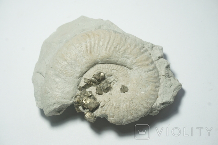 Амоніт з кристалами піриту юрського періоду, Італія, фото №5