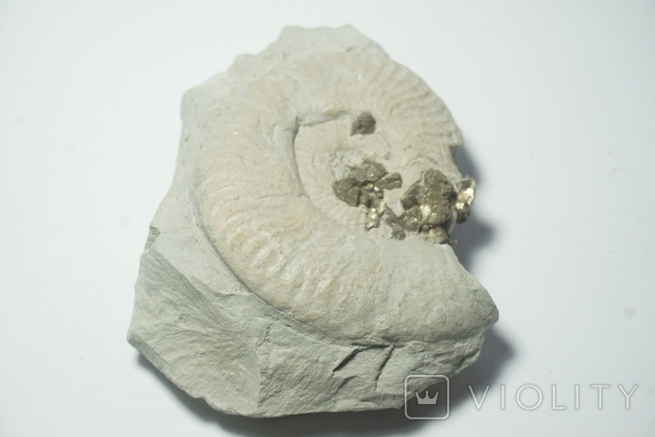 Амоніт з кристалами піриту юрського періоду, Італія, фото №6