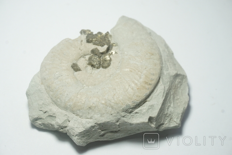 Амоніт з кристалами піриту юрського періоду, Італія, фото №7