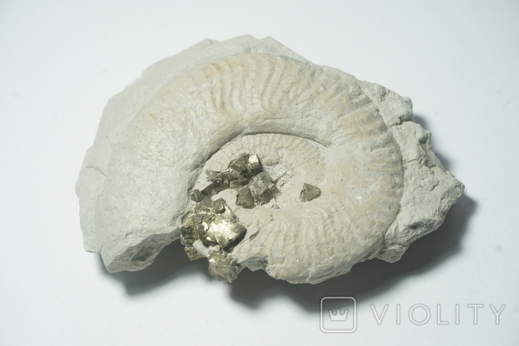 Амоніт з кристалами піриту юрського періоду, Італія, фото №2