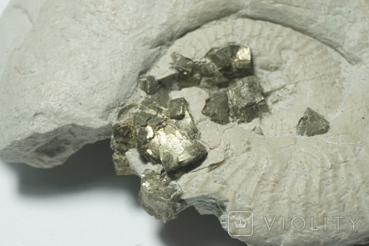 Амоніт з кристалами піриту юрського періоду, Італія, фото №8