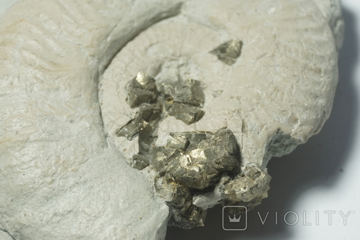 Амоніт з кристалами піриту юрського періоду, Італія, фото №9