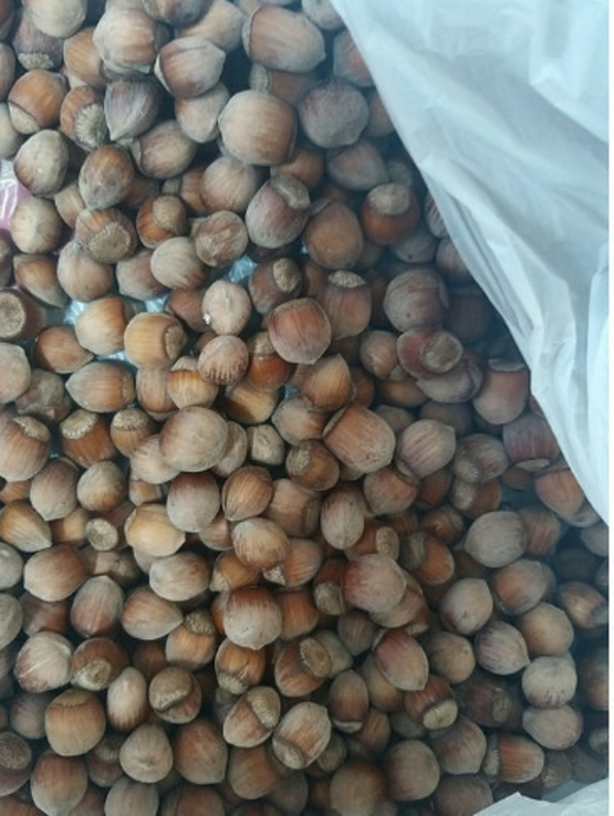 Орех(горіх) фундук урожай 2022 1кг