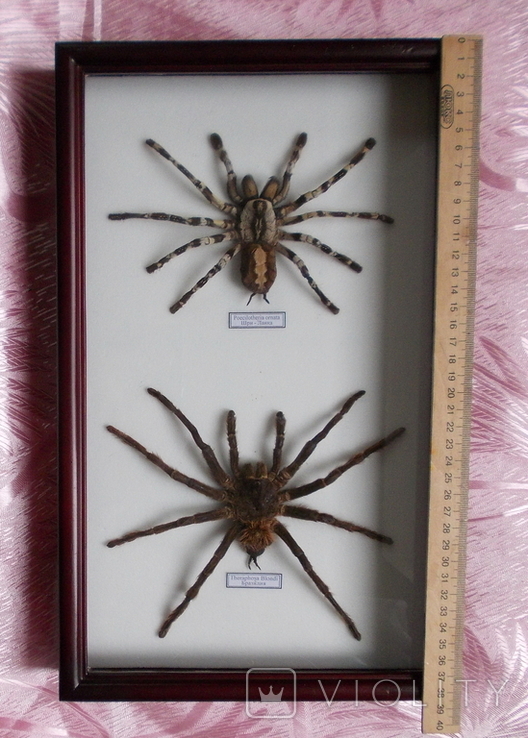 Два настоящих паука в рамке Бразилия и Шри - Ланка, фото №3