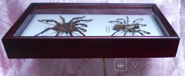 Два настоящих паука в рамке Бразилия и Шри - Ланка, фото №5
