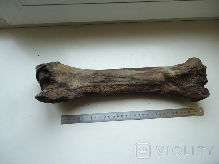 Скам'яніла кістка тварини., фото №3