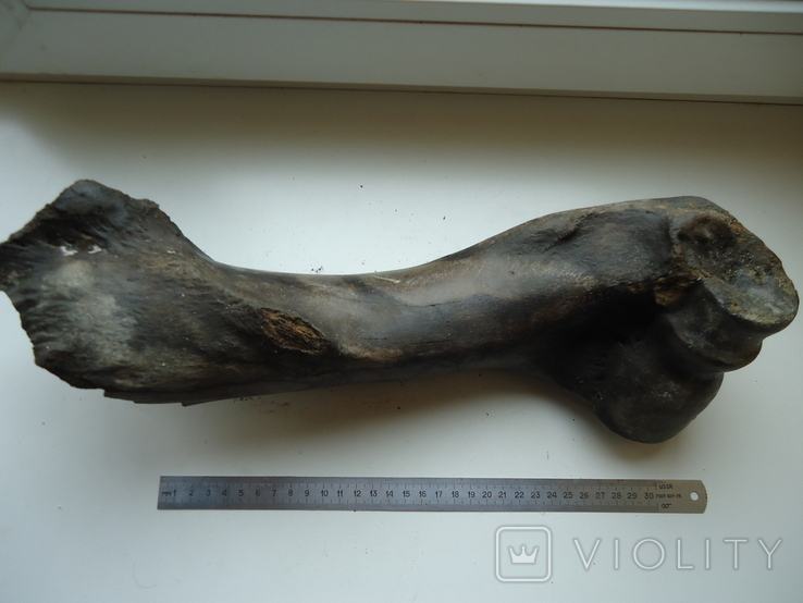 Petrified animal bone., photo number 2