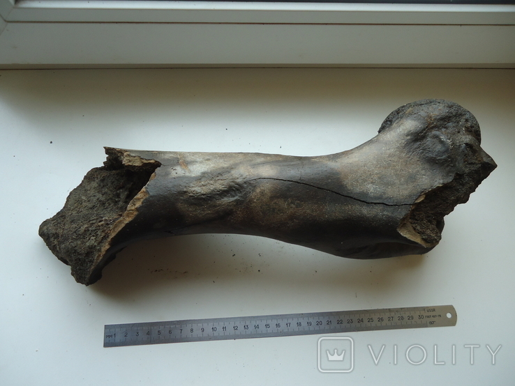 Petrified animal bone., photo number 4
