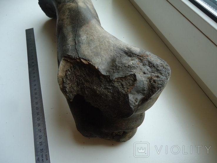 Petrified animal bone., photo number 5