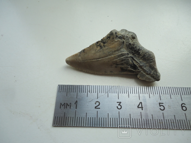 A fossilized shark tooth., photo number 2