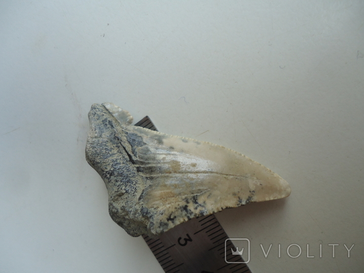 A fossilized shark tooth., photo number 3