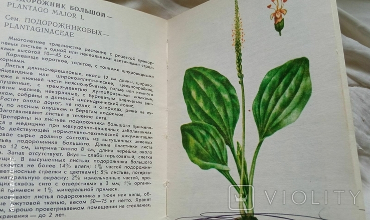 Дві книги лікарські рослини СРСР..., фото №5