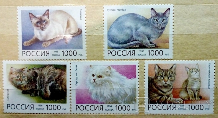 Russia 1996 Domestic cats