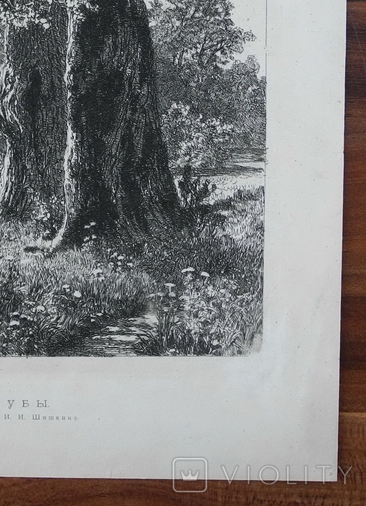 И. И. Шишкин, офорт Дубы 1887г. гравюра., фото №7