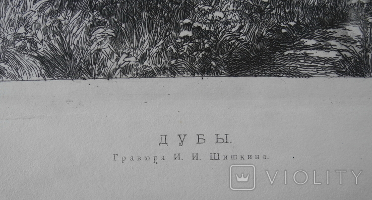 И. И. Шишкин, офорт Дубы 1887г. гравюра., фото №9