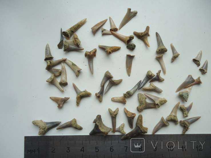 Fossilized teeth of sharks.60 million years.50pcs., photo number 2