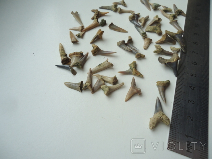 Fossilized teeth of sharks.60 million years.50pcs., photo number 3