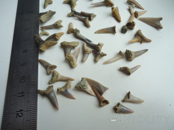 Fossilized teeth of sharks.60 million years.50pcs., photo number 4