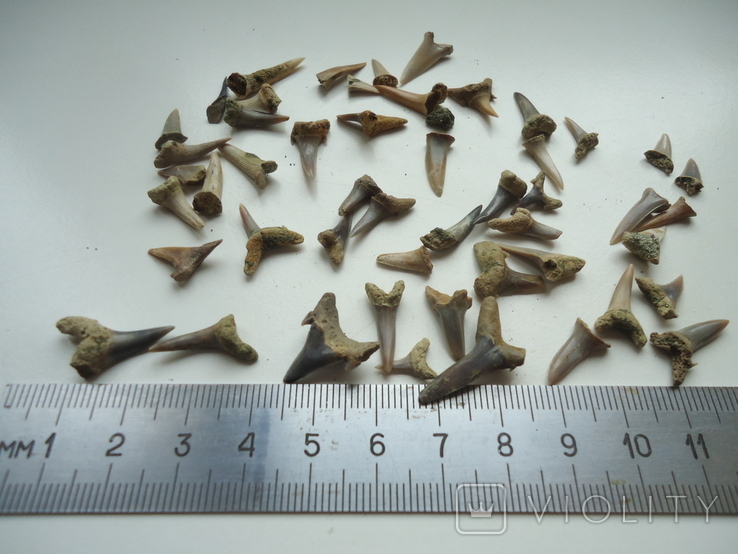 Fossilized teeth of sharks.60 million years.50pcs., photo number 5
